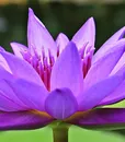 C-80105WS PURPLE