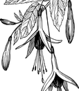 C-80182FU FUSCHIA