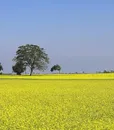 m-0058-mustard
