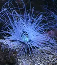 C-80078FJ CORAL (2)