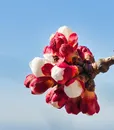 M-0002 APRICOT