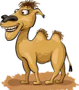 C-80181FU CAMEL (4)