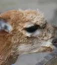 M-0021 CAMEL