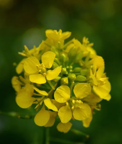 m-0059-mustard-1