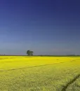 m-0041-mustard