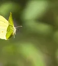 M-0007 YELLOW