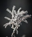 C-80077FJ WHITE