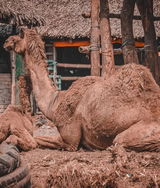 C-80181FU CAMEL