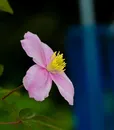 M-0002 PINK