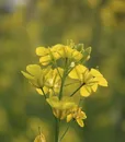 m-0040-mustard-2