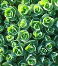 C-80106WS GREEN (2)