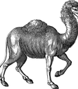 C-80181FU CAMEL (2)