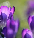 C-80105WS PURPLE (3)