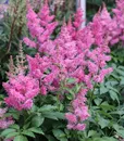 C-80182FU FUSCHIA (3)
