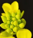 m-0059-mustard-1