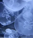 C-80082FJ AQUA (3)