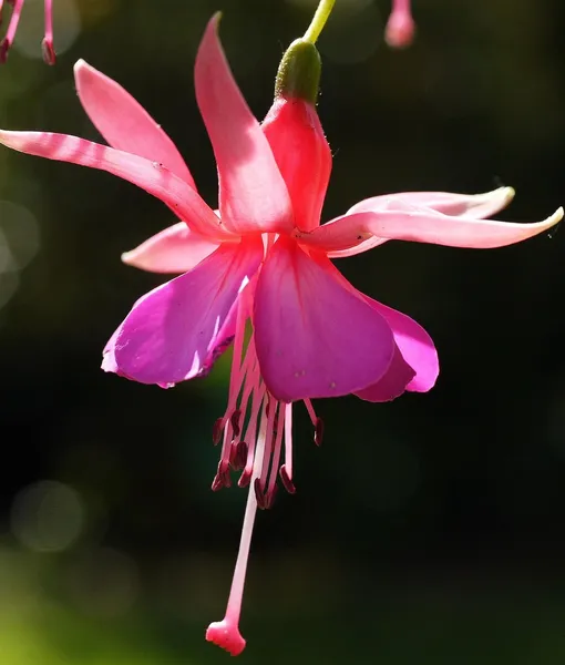 C-80180FU FUSCHIA (2)