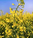 s-0438 mustard (2)