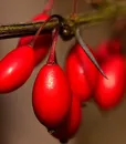 m-0034-red-2