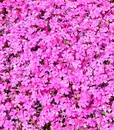 M-0022 PINK