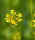 m-0061-mustard