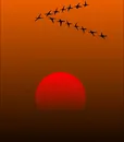 C-80179FU ORANGE (4)