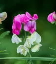 96