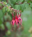 C-80182FU FUSCHIA (4)