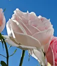 M-0015 BLUEPINK
