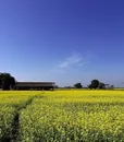 m-0041-mustard-1