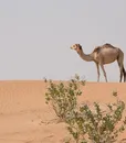 M-0007 CAMEL
